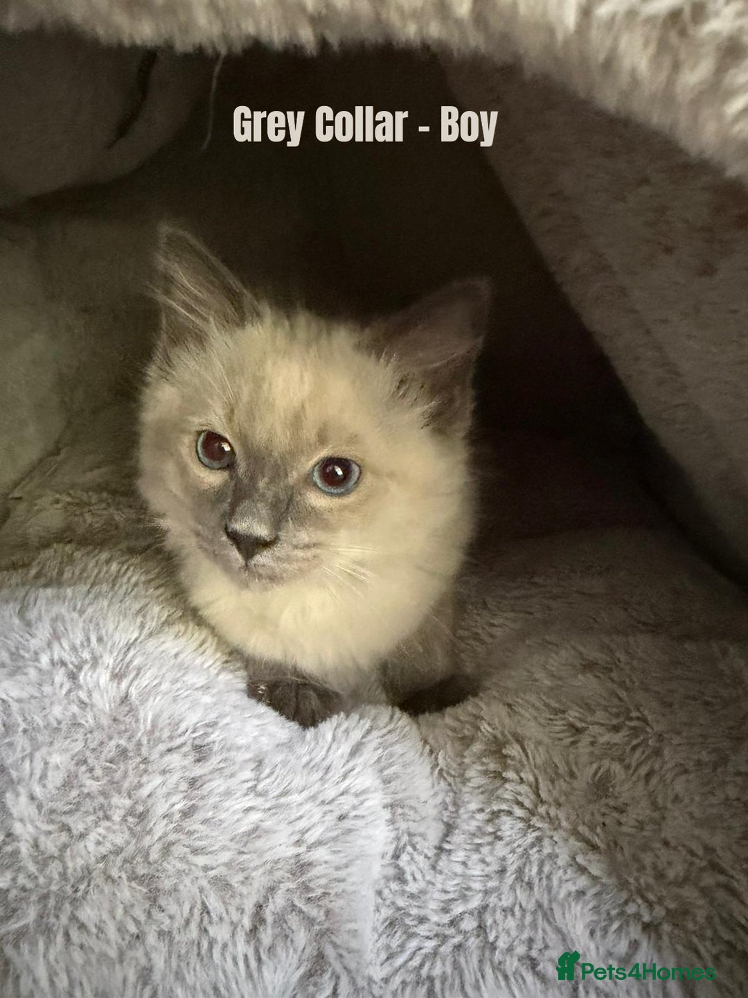 Ragdoll cats for sale: 4 cute fluffy Ragdoll Kittens - Advert 14