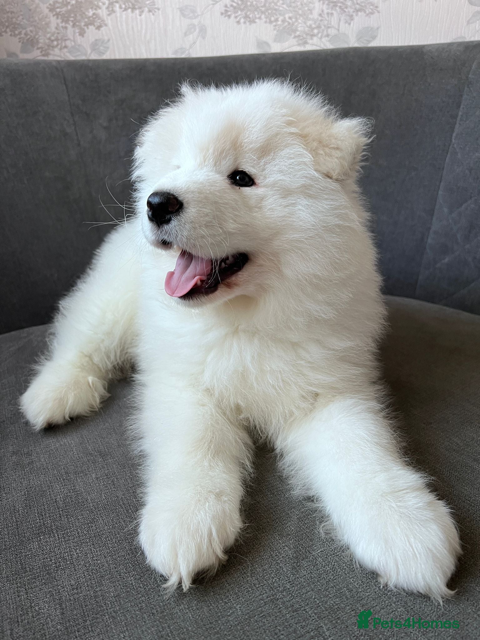 Samoyed dogs "baby Bear" boy ready to leave now! - Advert 12