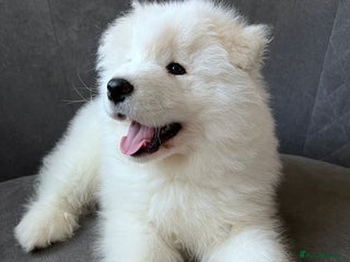 Samoyed dogs "baby Bear" boy ready to leave now! - Advert 8