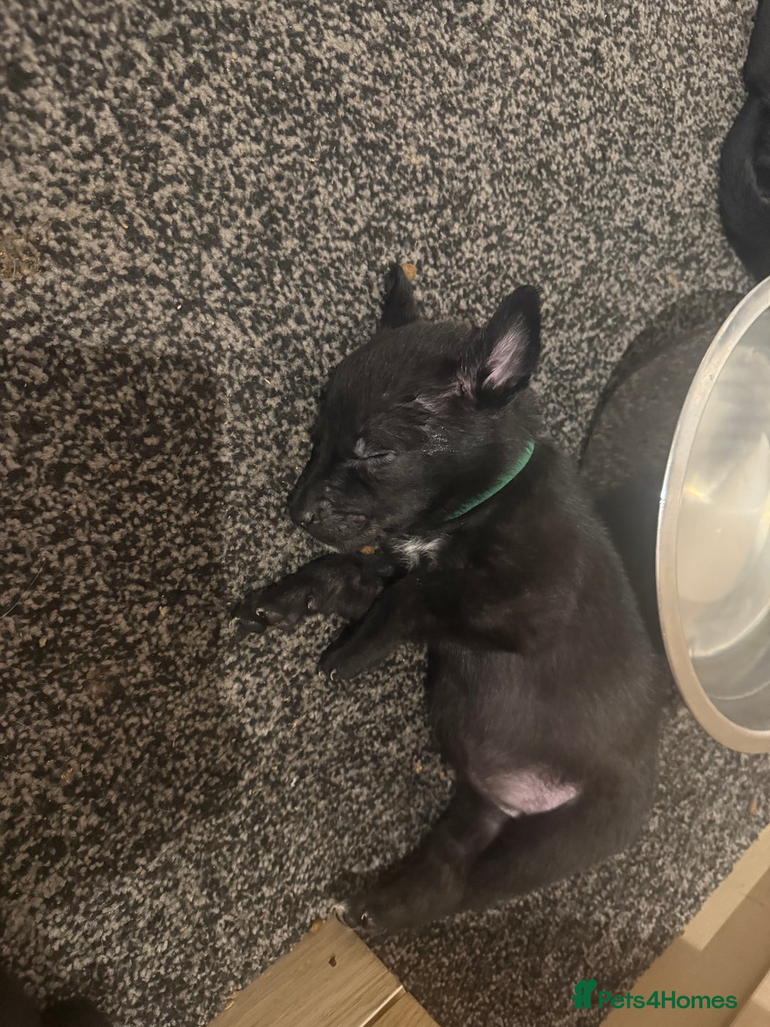 Borador dogs for sale: Labadour cross boarder collie  - Advert 6