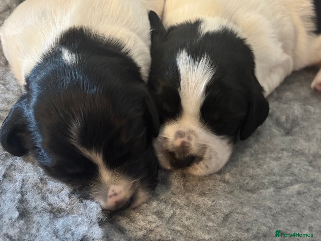 Sprocker dogs for sale: Sprocker Pups  - Image 3
