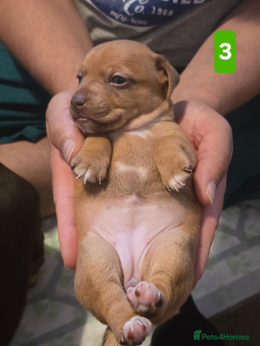Jack Russell dogs for sale: Jack Russell puppy  - Image 11