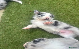 Border Collie dogs for sale: Fluffy long coat Blue merle border collie puppies - Image 39