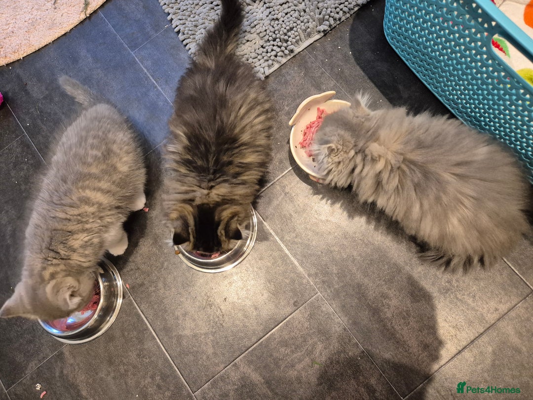 Exotic cats for sale: Exotic longhair and short hair kittens  - Image 16