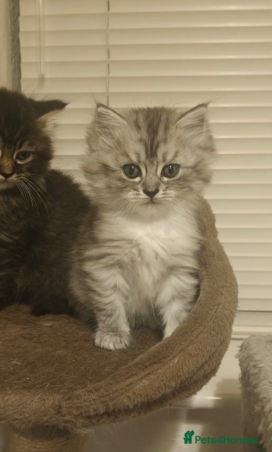 Persian cats FLUFFIEST PERSIAN-RAGDOLL KITTENS - Advert 7