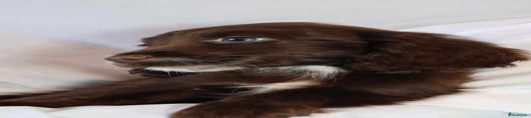 Cocker Spaniel Puppy 3