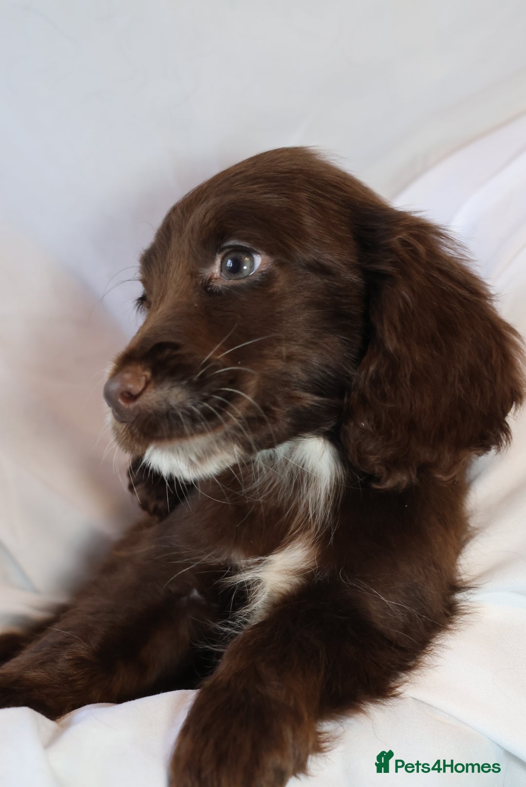 Cocker Spaniel dogs for sale: Championline Cocker Spaniel - Advert 34