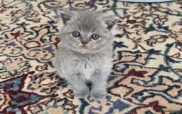 Scottish Fold cats for sale: Kittens for sale  - Image 8