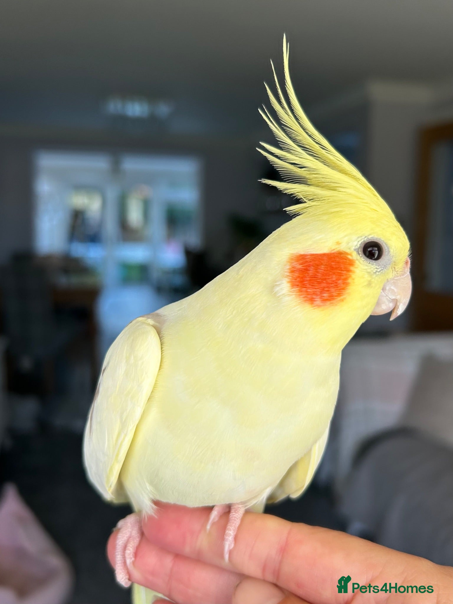 Parrots birds Cockatiel for sale - Advert 5