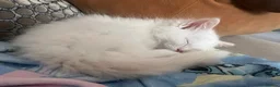 Ragdoll cats for sale: Beautiful Ragdoll Kittens - Advert 3