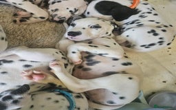 Dalmatian dogs for sale: Dalmatian puppies Ready now - Image 12