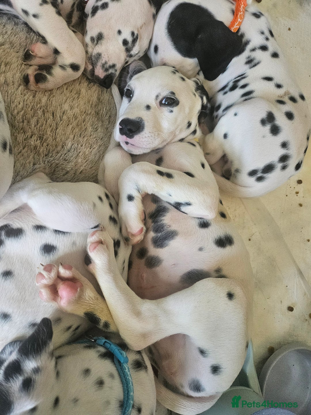 Dalmatian dogs for sale: Dalmatian puppies Ready now - Image 12