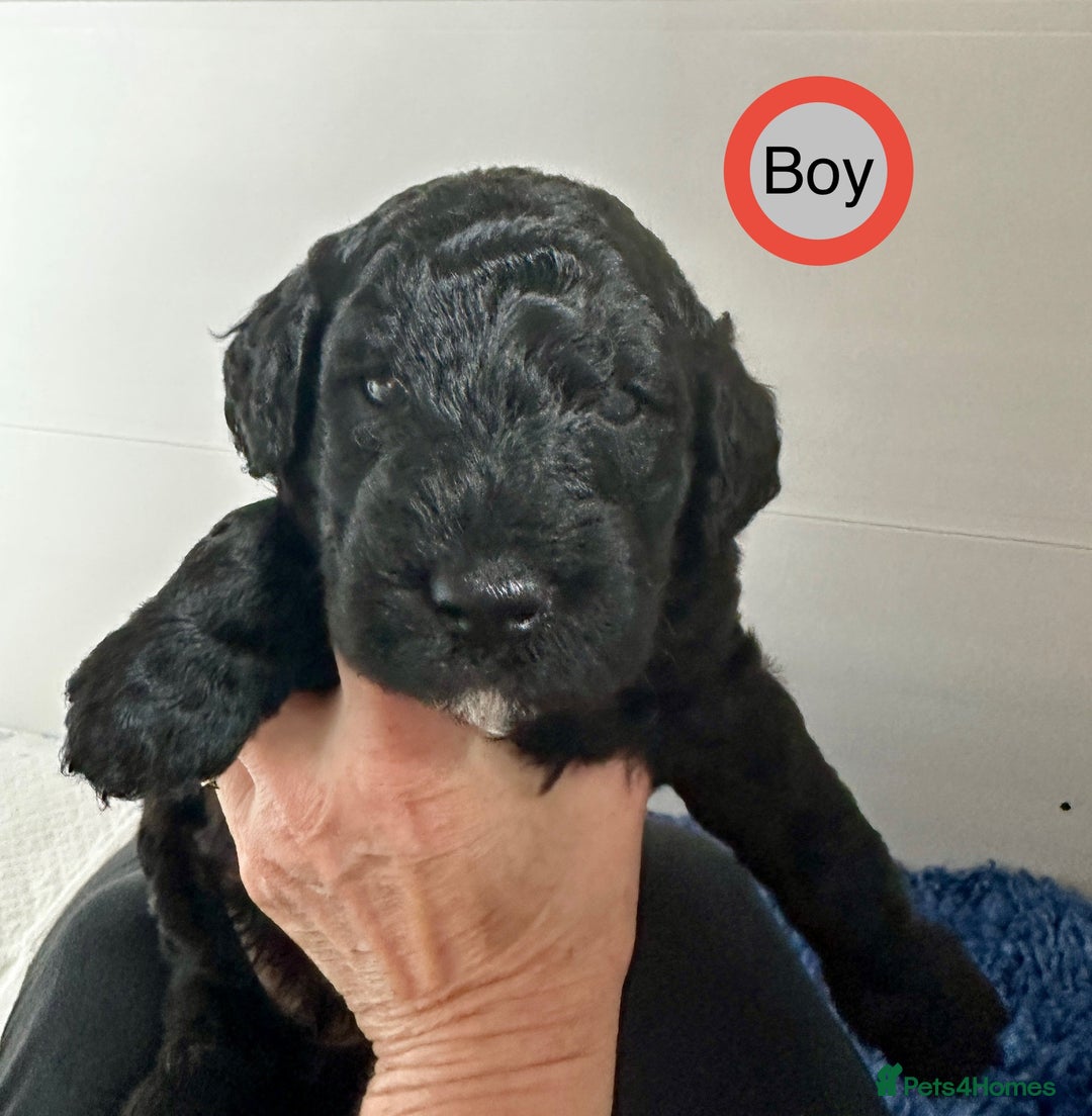 Goldendoodle dogs for sale: Standard Golden Sheepadoodle puppies - Image 15