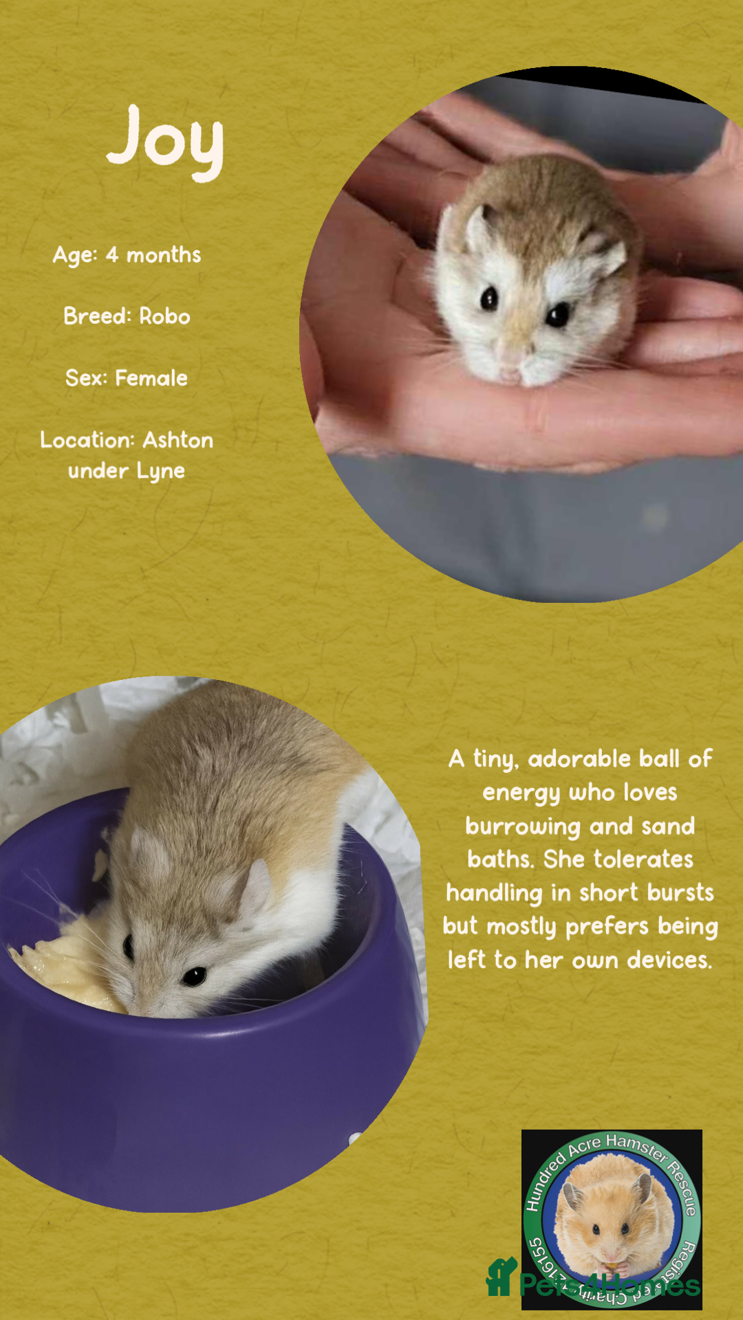 Hamster rodents for sale: Hamster  - Advert 2