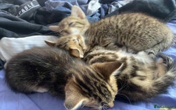 Mixed Breed cats for sale: Adorable kittens  - Image 1