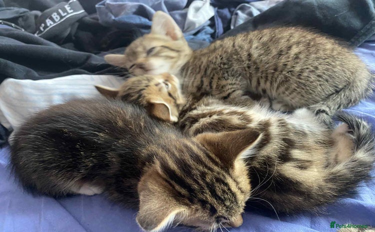 Mixed Breed cats - Advert 13