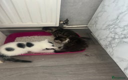 Mixed Breed cats for sale: Three beautiful kittens  - Image 25