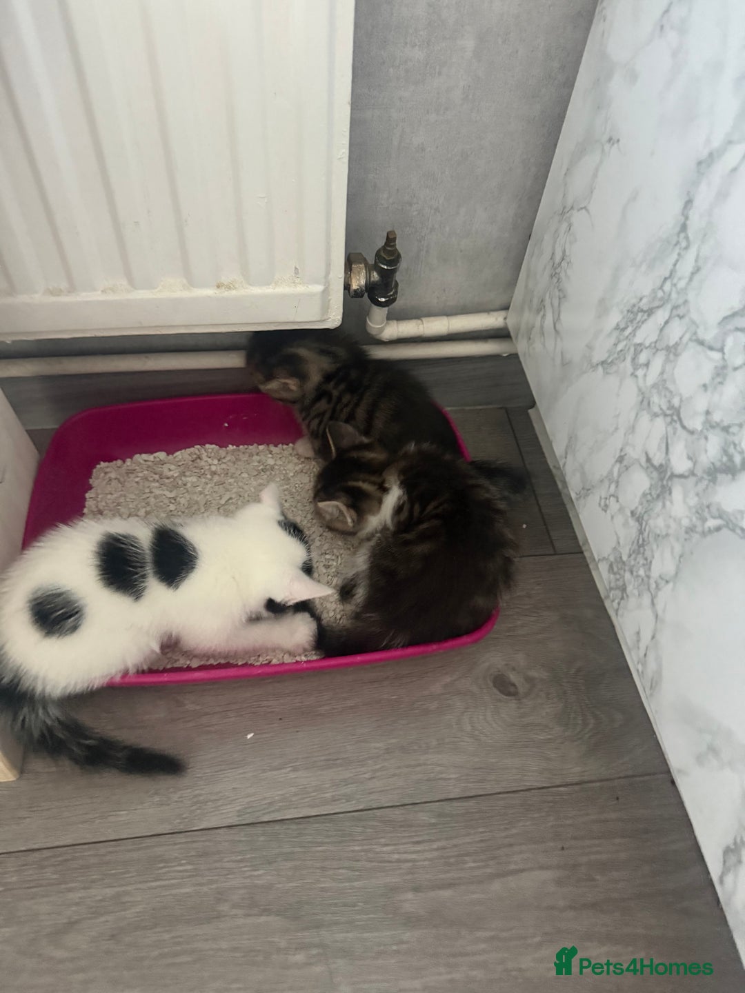Mixed Breed cats for sale: Three beautiful kittens  - Image 25