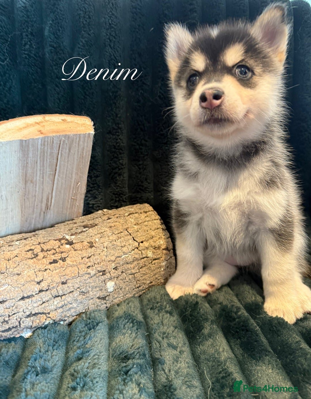 Pomsky dogs for sale: Beautiful husky marked Pomskies  - Image 15