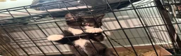 Mixed Breed cats for sale: Kittens need a new home in Wolverhampton - Advert 10