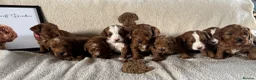 Cockapoo dogs for sale: Stunning Miniature Cockadoodlepoo - Advert 13