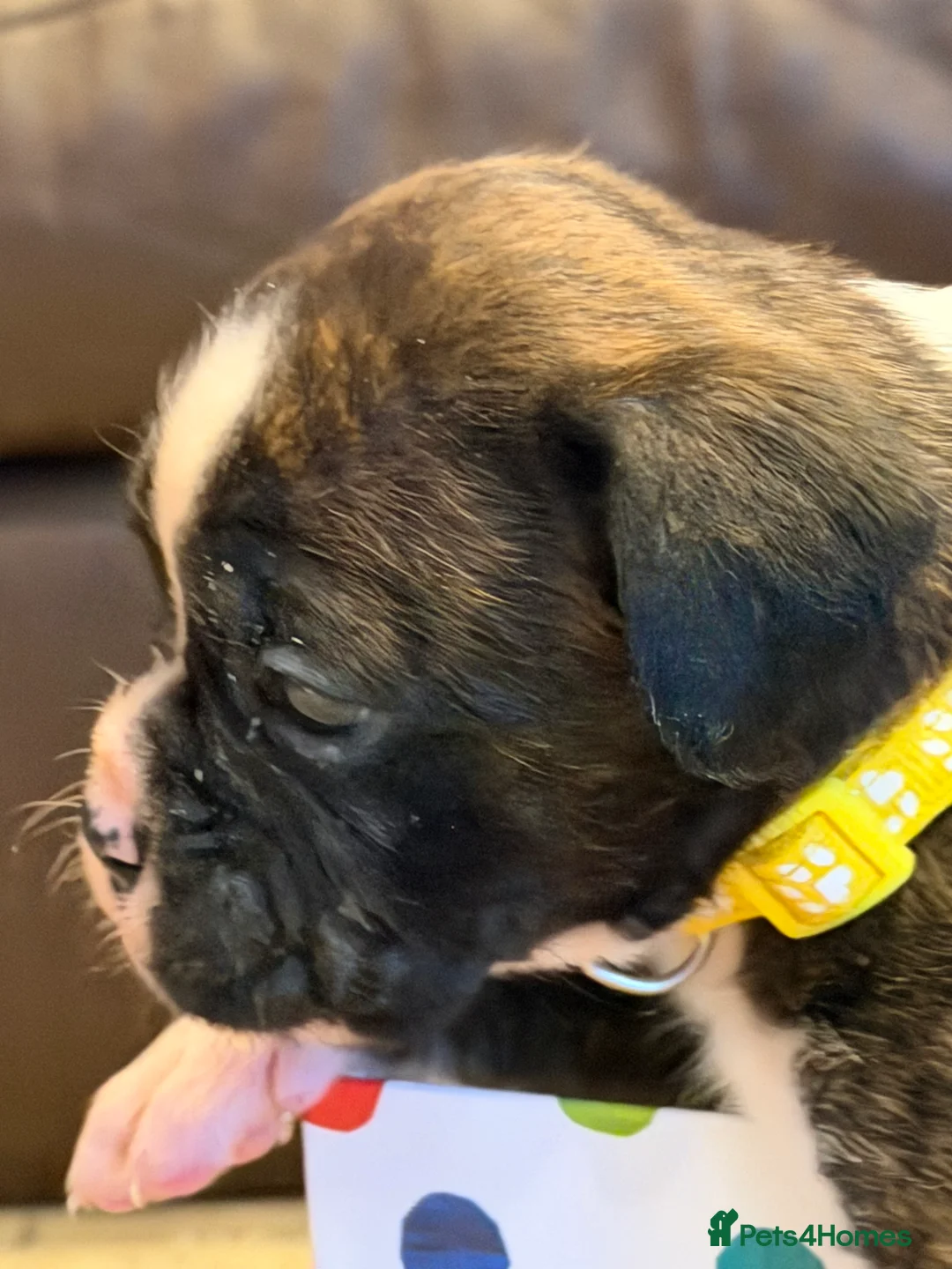 Boxer dogs for sale: Adorable litter of KC registered boxer puppies  - Advert 19