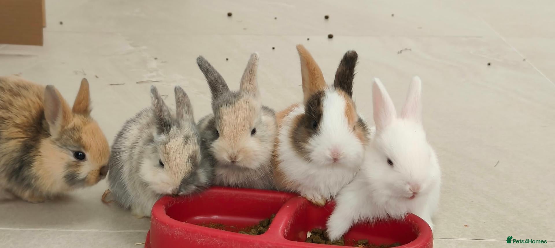 Netherland Dwarf rabbits Gorgeous Baby Rabbits Looking for Lovely Home - Advert 2