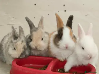 Netherland Dwarf rabbits Gorgeous Baby Rabbits Looking for Lovely Home - Advert 2