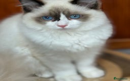 Ragdoll cats for sale: 💙🩷GCCF RAGDOLL KITTENS M&F 14WKS AWARD WINS 🥇 - Image 29