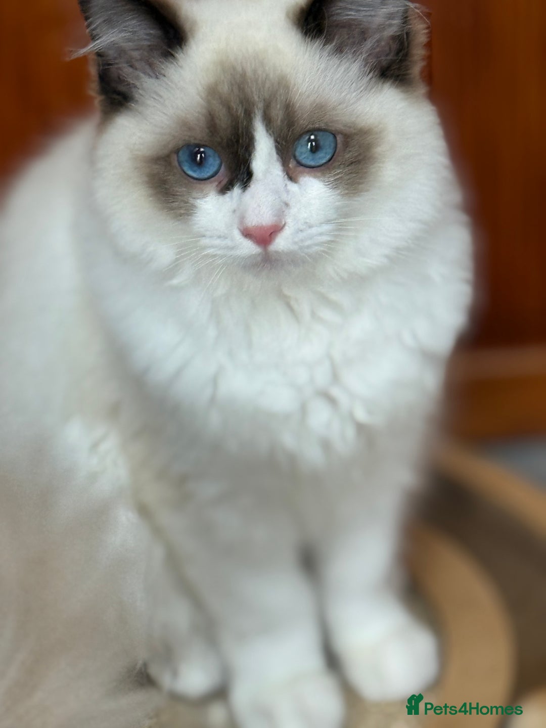 Ragdoll cats for sale: 💙🩷GCCF RAGDOLL KITTENS M&F 14WKS AWARD WINS 🥇 - Image 29