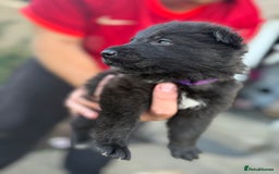 German Shepherd dogs for sale: German shepherd puppies  - Image 12