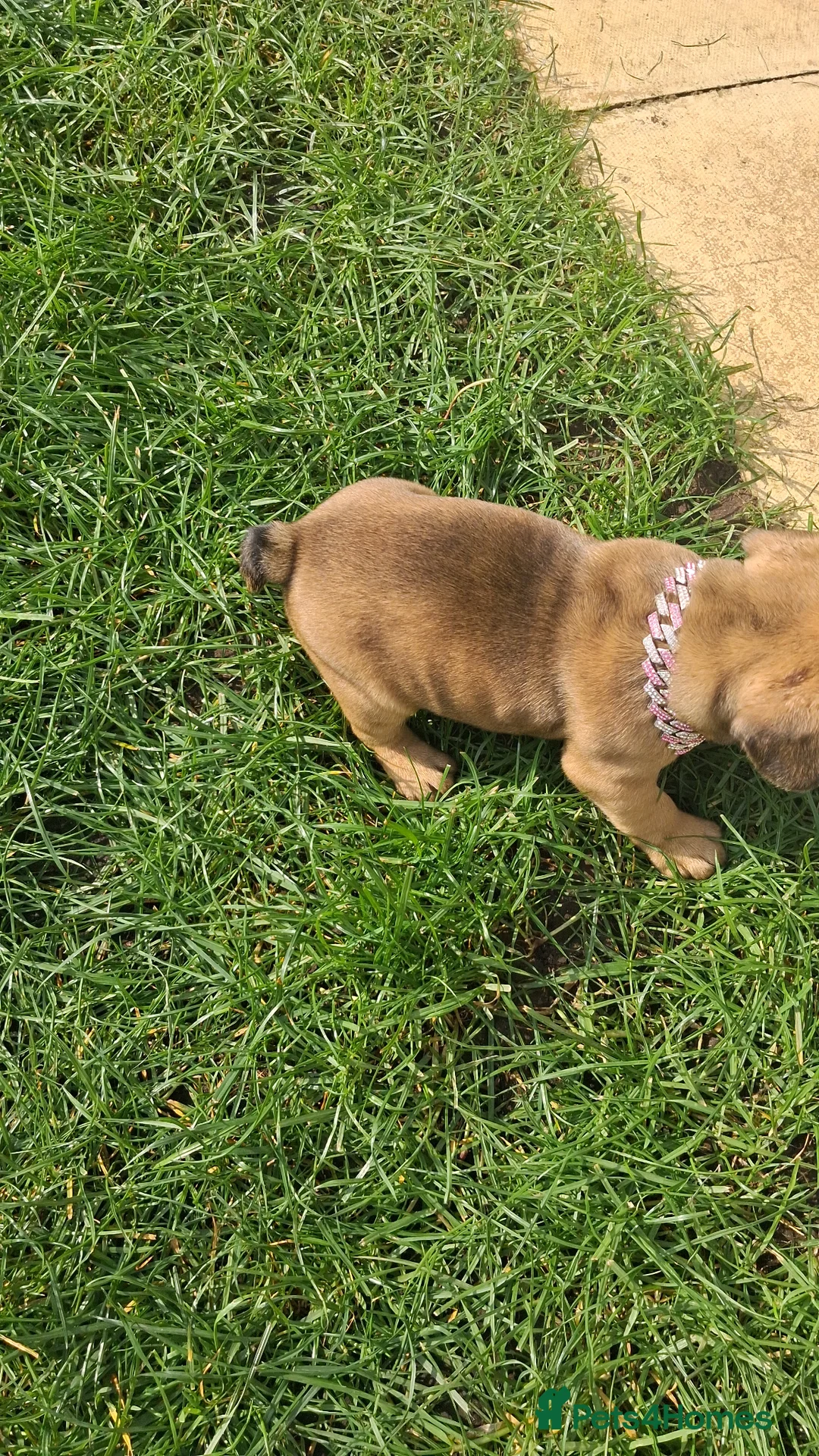 French Bulldog dogs for sale: French Buldog puppy's  - Advert 2