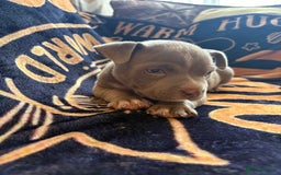 American Bully dogs for sale: American pocket bully  - Image 4