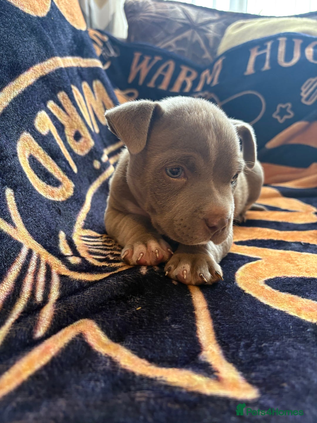 American Bully dogs for sale: American pocket bully  - Image 4
