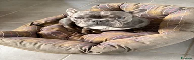 French Bulldog 1