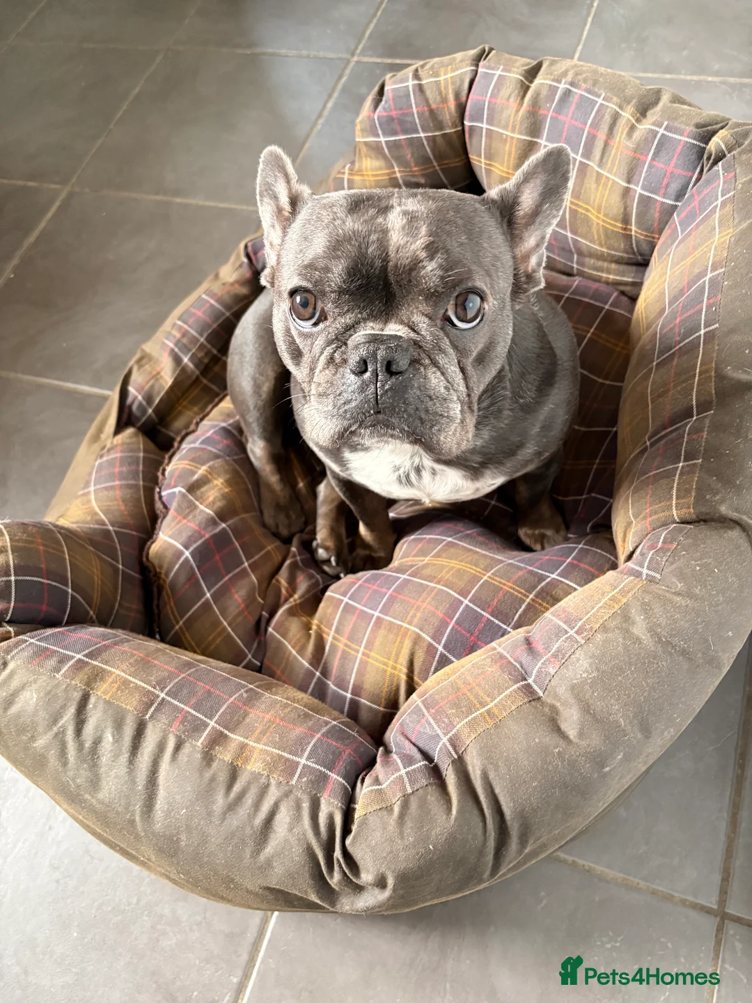 French Bulldog dogs for sale: Lovely 2 year old French bulldog  in Boston - Advert 2