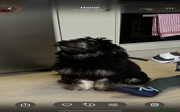 Mini Goldendoodle dogs for sale: Mini Goldendoodle Male (6 month)  - Advert 3