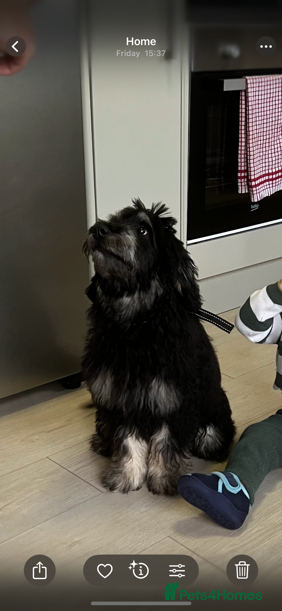 Mini Goldendoodle dogs for sale: Mini Goldendoodle Male (6 month)  - Advert 3