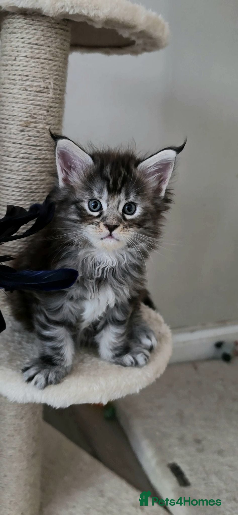 Maine Coon cats MAINE COON Kitten's redy for reservation. - Advert 2