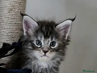 Maine Coon cats MAINE COON Kitten's redy for reservation. - Advert 2