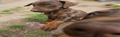 Dobermann Puppy 6