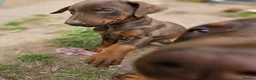 Dobermann dogs for sale: 🔥Ready now Top Quality 🏆 KC Registered pup's 🐾 - Advert 20