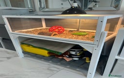 Tortoise reptiles for sale: Horsfield tortoise  - Image 6