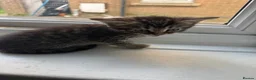 British Longhair cats for sale: Beautiful longhair kittens for SALE! - Advert 30