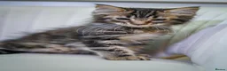 Maine Coon cats for sale: Gorgeous pure breed Mainecoon kittens ready now - Advert 6