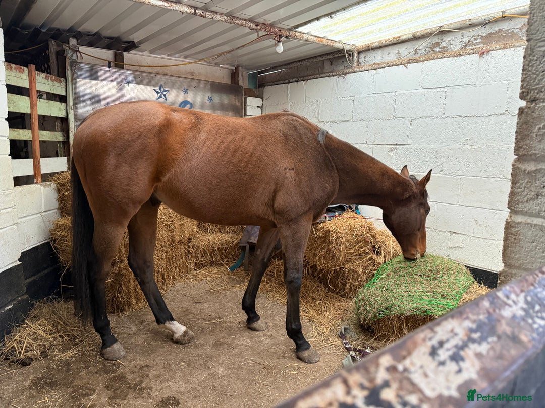 English Thoroughbred horses for sale: For Sale: 16hh 5-year-old Thoroughbred gelding - Advert 5