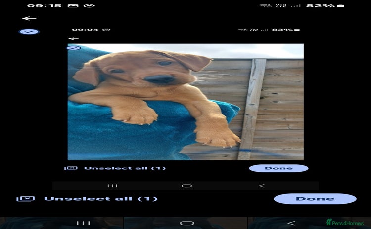 Labrador Retriever dogs - Advert 10