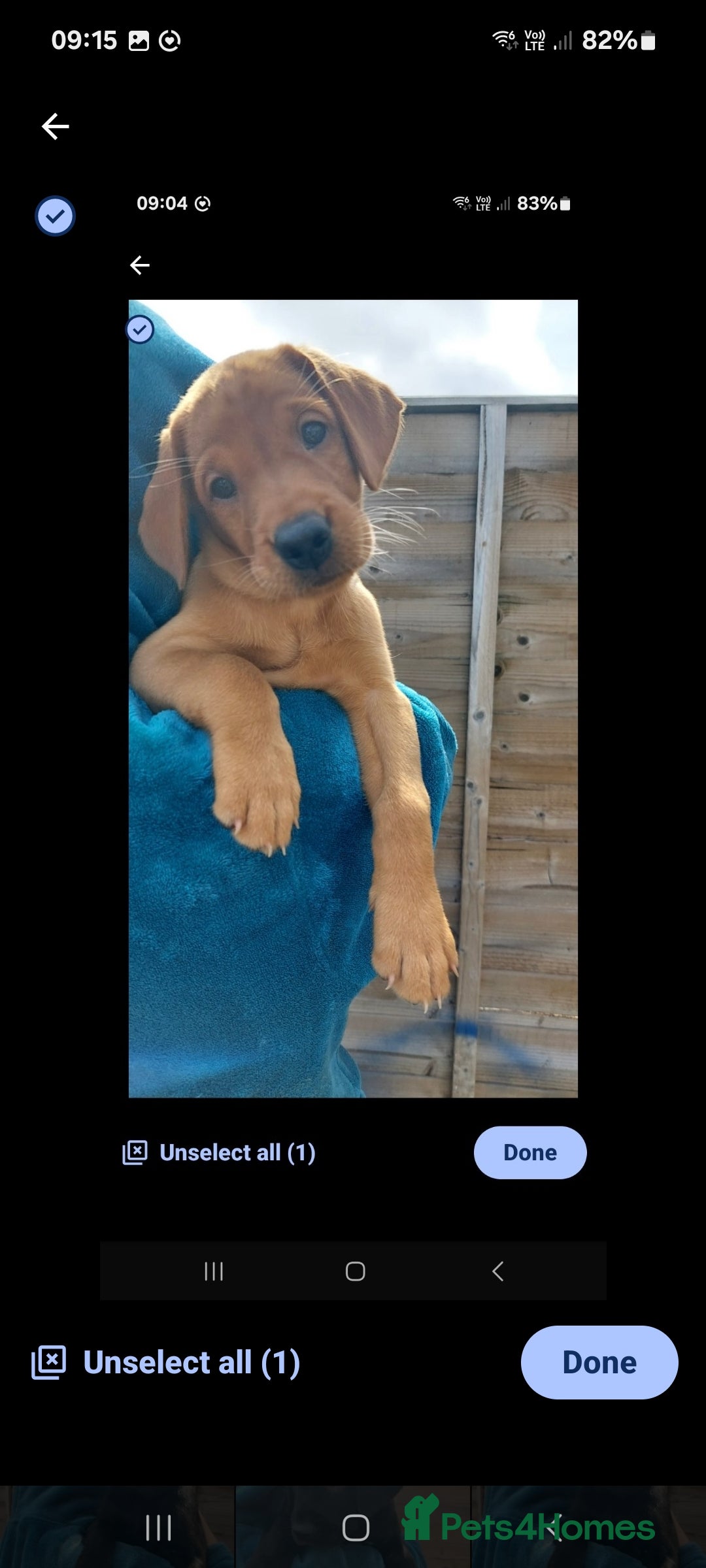 Labrador Retriever dogs for sale: Labrador Retriever puppies for sale - Image 1