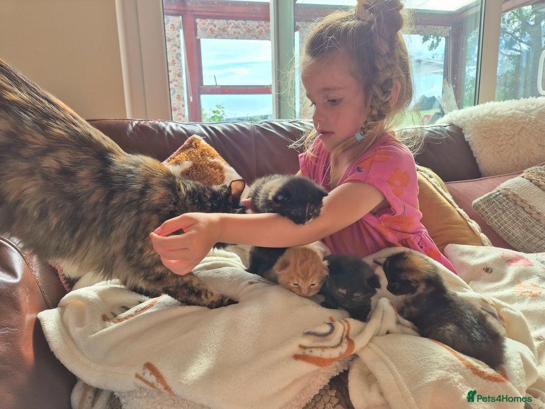 Mixed Breed cats for sale: Super friendly, fluffy kittens! 😻 - Image 8