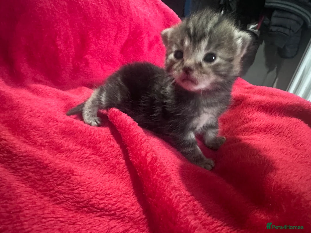 Mixed Breed cats for sale: Fabulous kittens for sale! - Advert 2